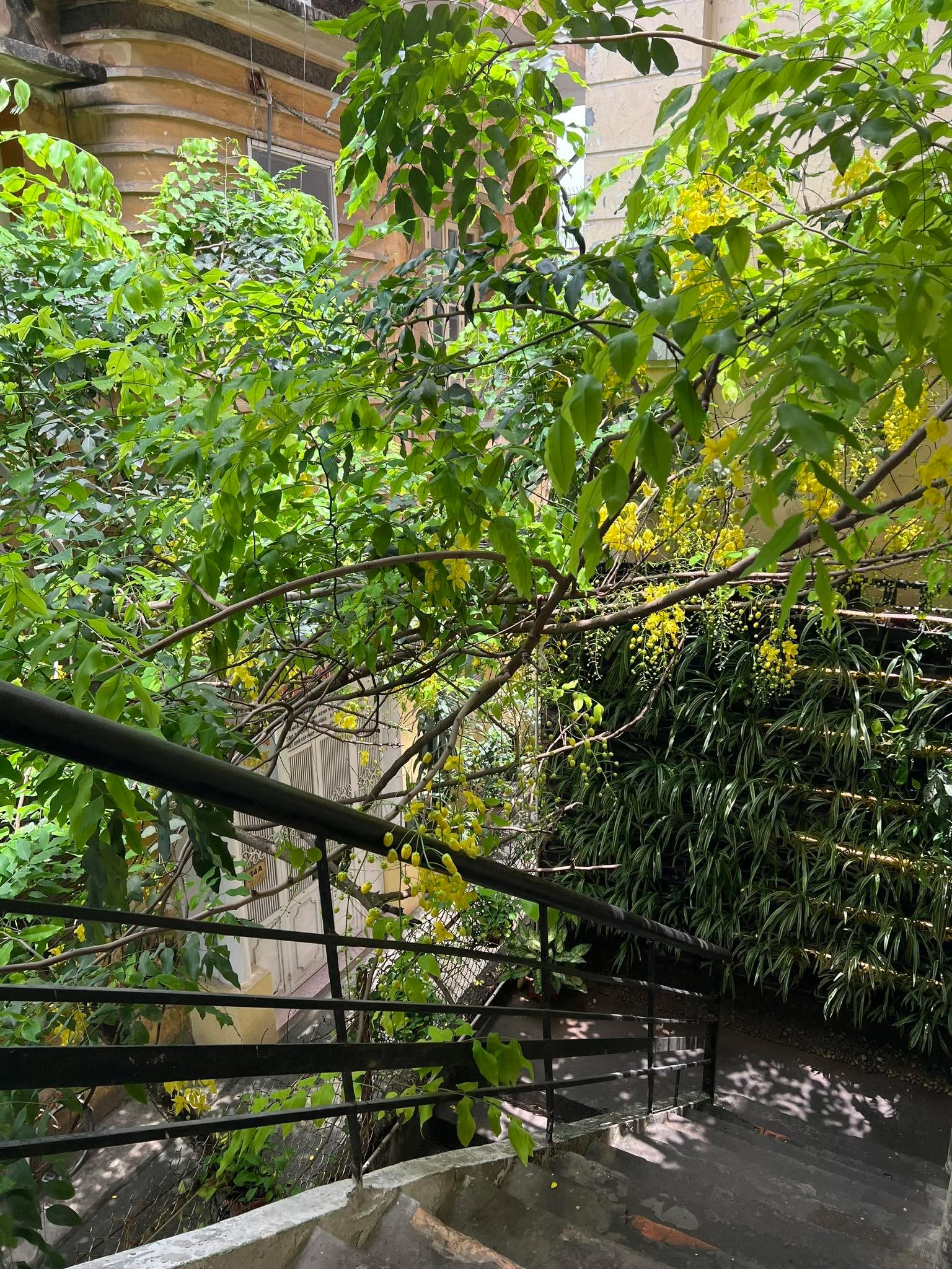 Salmonoid là Nhà: Có một Mùa Hạ Vương Trên Chùm Hoàng Yến