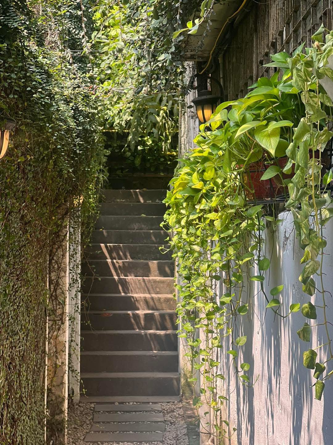 Mùa Hè trong Khu Vườn Nhỏ của Salmonoid