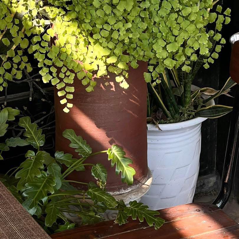 Mùa Hè trong Khu Vườn Nhỏ của Salmonoid — photo 4