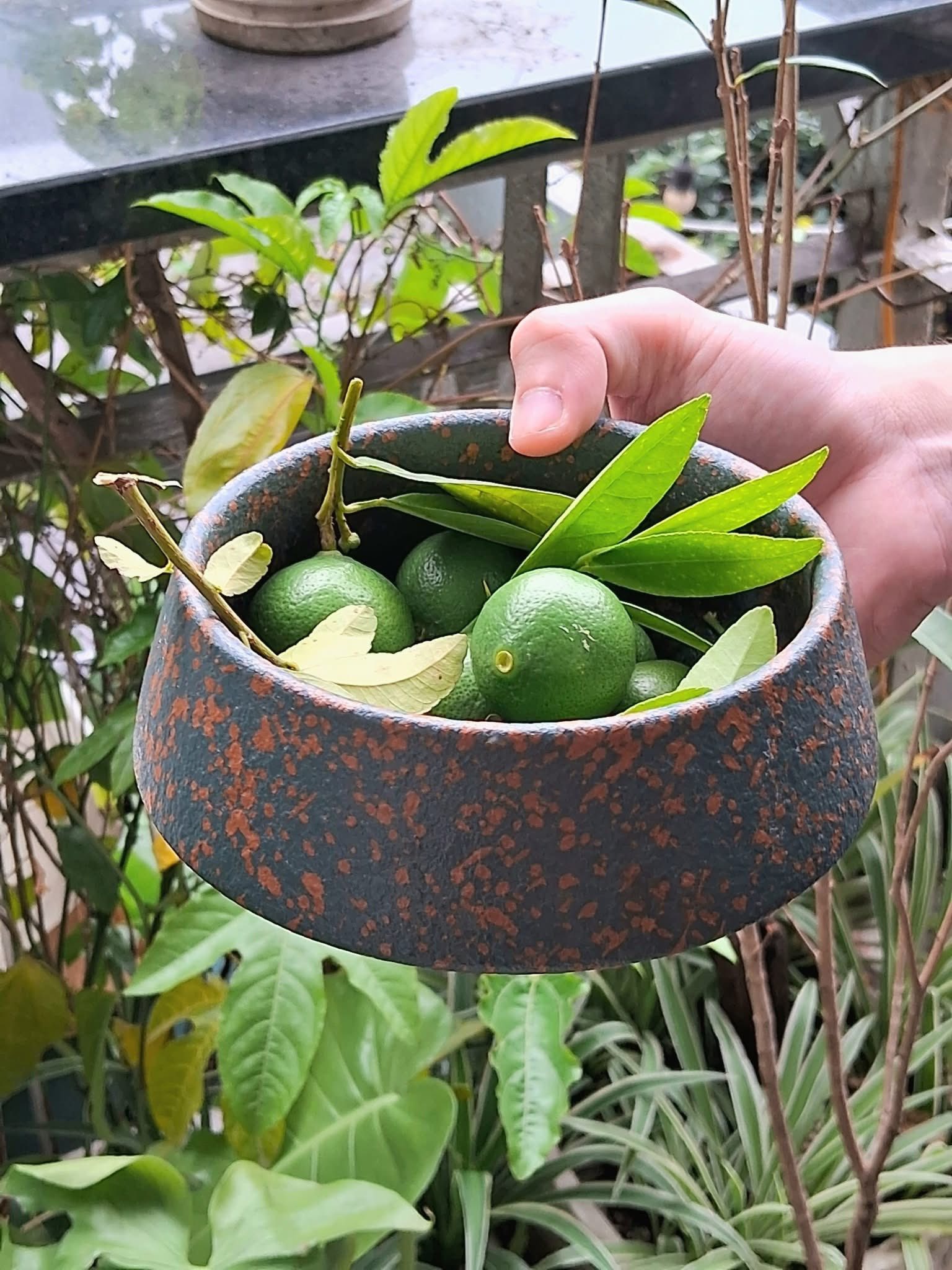 Mùa Hè trong Khu Vườn Nhỏ của Salmonoid — photo 2