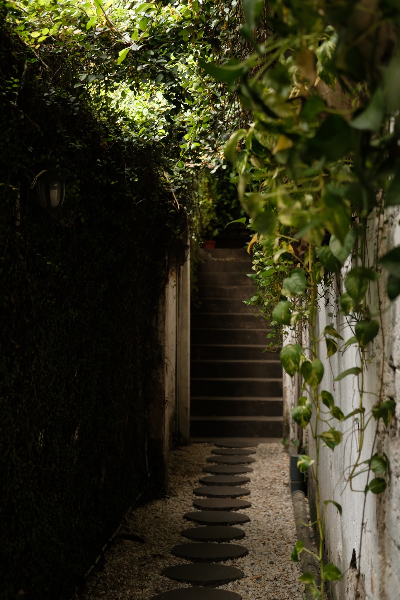 Gió Thu trong Khu Vườn Nhỏ – Tại Salmonoid